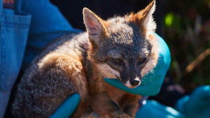 Mutual of Omaha's Wild Kingdom Protecting the Wild 1. évad Ep.6 6. epizód