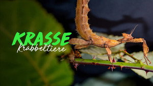 Extreme Bugs kép