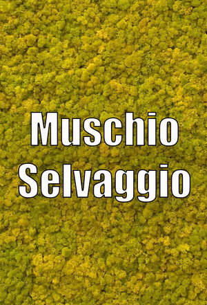 Muschio Selvaggio