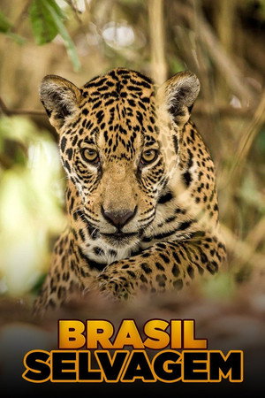Szelidítetlen Brazília poszter