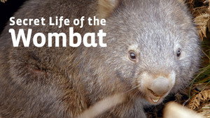 Secret Life of the Wombat kép