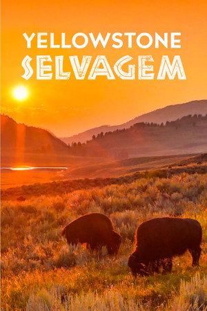 Vad Yellowstone poszter