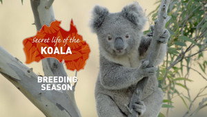 Secret Life of the Koala 1. évad Ep.2 2. epizód