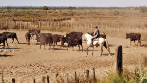 Le camarguais kép