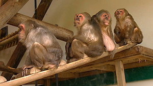 Monkey Business 7. évad Ep.10 10. epizód