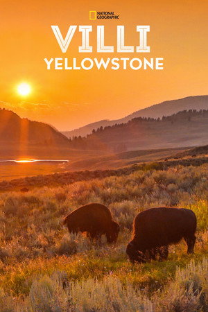 Vad Yellowstone poszter