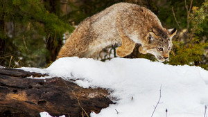 Big Cats: An Amazing Animal Family kép