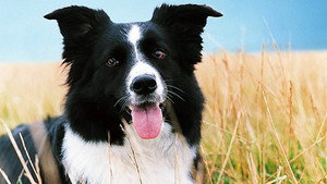 My Life as an Animal 1. évad Ep.3 3. epizód