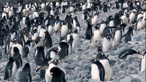 The Magic of the Big Blue. Seven Continents 1. évad Ep.7 7. epizód