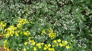 Carol Klein's Plant Odysseys kép