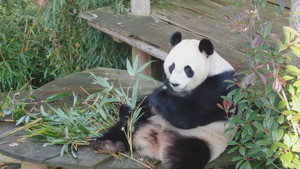 Het echte leven in de dierentuin kép