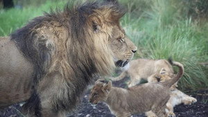Taronga: Who's Who in the Zoo 3. évad Ep.4 4. epizód