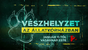 Vészhelyzet az állatkórházban kép
