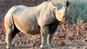 Mission : sauver le monde sauvage kép