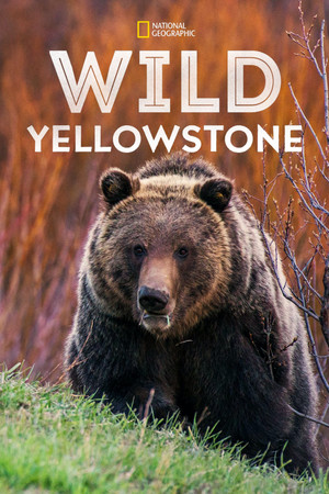 Vad Yellowstone poszter