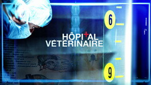 Hôpital vétérinaire kép