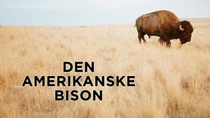 The American Buffalo kép