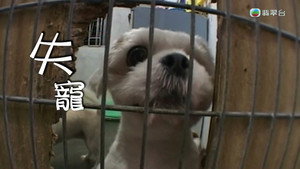 新聞掏寶 2. évad Ep.16 16. epizód