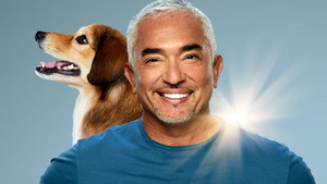 Cesar Millan: Jó gazdi, jó kutya kép