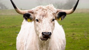 Countryfile 35. évad Ep.6 6. epizód
