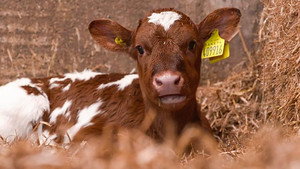 Countryfile 35. évad Ep.5 5. epizód