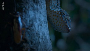Destination Wild: India kép