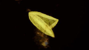 Journey to the Microcosmos 4. évad Ep.21 21. epizód