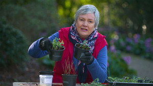 Gardening Australia 30. évad Ep.32 32. epizód