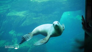 Nausicaá : Dans les coulisses du plus grand aquarium d'Europe 1. évad Ep.3 3. epizód