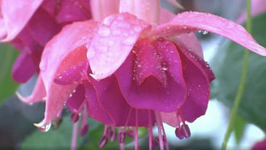 The A to Z of TV Gardening 1. évad Ep.6 6. epizód