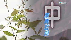 新聞掏寶 1. évad Ep.240 240. epizód
