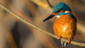 Springwatch 17. évad Ep.12 12. epizód