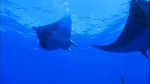 The Magic of the Big Blue. Seven Continents 1. évad Ep.4 4. epizód