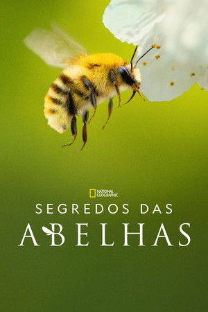 A méhek titkai poszter