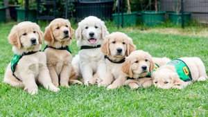 Dog Squad Puppy School 3. évad Ep.1 1. epizód