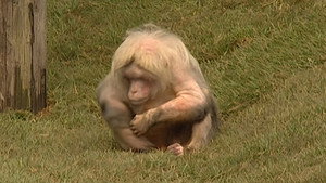 Monkey Business 7. évad Ep.9 9. epizód