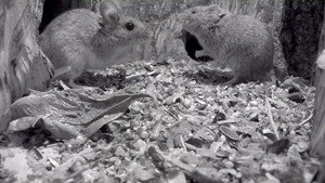 Springwatch 10. évad Ep.7 7. epizód