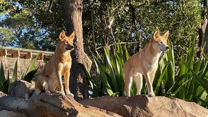 Taronga: Who's Who in the Zoo 4. évad Ep.3 3. epizód