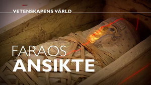 Vetenskapens värld 49. évad Ep.12 12. epizód