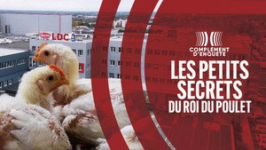 Complément d'enquête 25. évad Ep.11 11. epizód