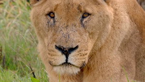 Secret Life of the Safari Park 1. évad Ep.4 4. epizód
