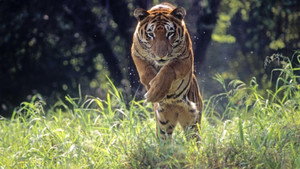 Wild 24 kép