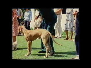 Training Dogs the Woodhouse Way 1. évad Ep.3 3. epizód