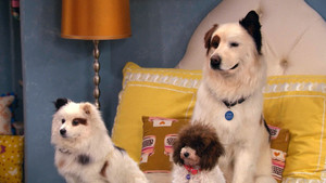 Dog with a Blog 3. évad Ep.18 18. epizód