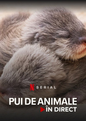 Baby Animal Cam poszter