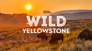 Vad Yellowstone kép
