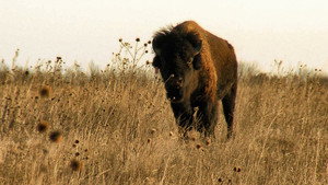 Texas Parks and Wildlife 31. évad Ep.8 8. epizód