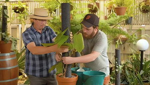 Gardening Australia 33. évad Ep.8 8. epizód