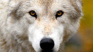 Land of the Lost Wolves kép