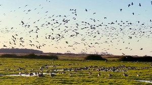 Countryfile 35. évad Ep.8 8. epizód